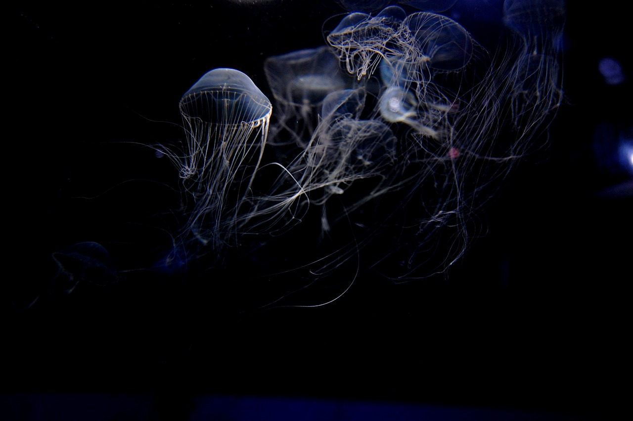 Delving into the Depths: Exploring the Biodiversity of Deep Seas
